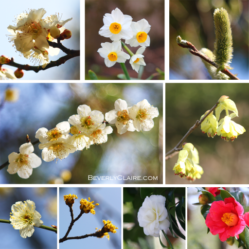 Flowers at Sankeien in spring