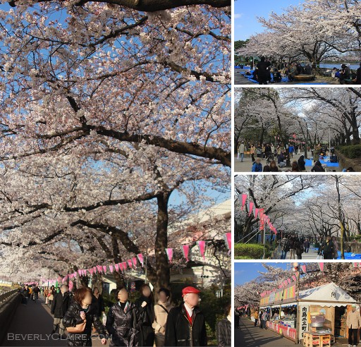 Hanami season at Sumida Park