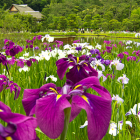 Beautiful Irises at Sankeien Garden