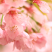 Cherry Blossom Viewing at Mitsuike-koen